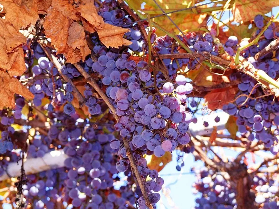 Cachos de uva Concord na videira, bagas roxo-azuladas; exemplo do grupo de uvas para suco