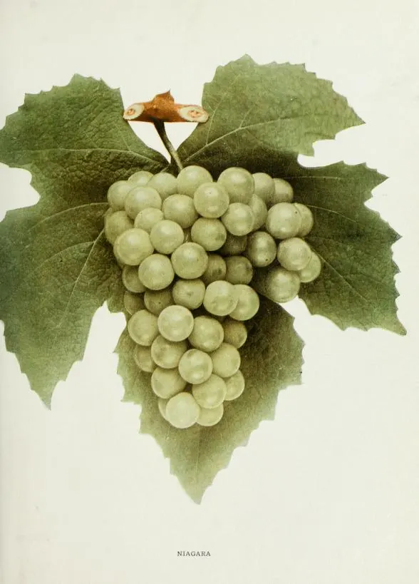 Cacho maduro de uva Niagara (branca), bagas redondas verde-amareladas; prancha fotográfica de The Grapes of New York (1908)